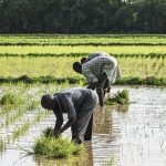 Farmers-plant-rice-in-a-rice-paddy-near-Niamey-in-Niger-on-August-16-2023.-2